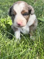 Oakley, a male Miniature Aussiedoodle for sale in Jamesport, MO – 4 of 5