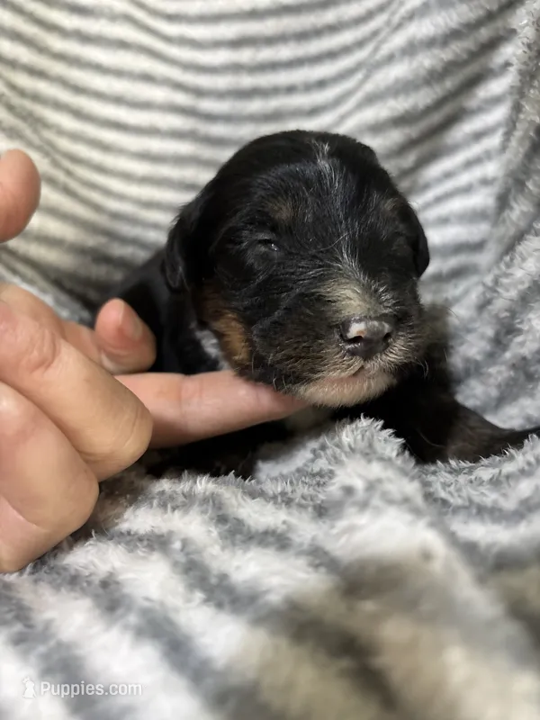 Colt – Aussiedoodle puppy for sale in Jamesport, MO