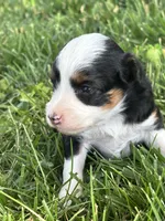Willow, a female Miniature Aussiedoodle for sale in Jamesport, MO – 2 of 4