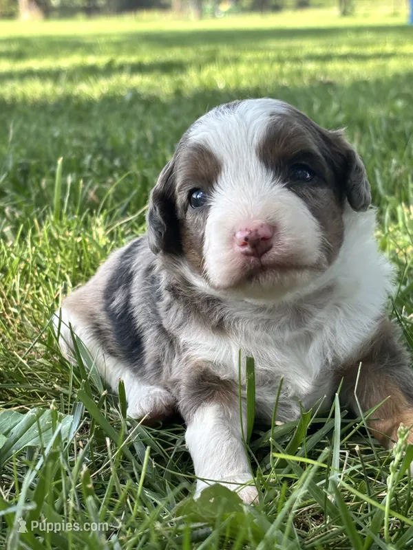 Oakley – Miniature Aussiedoodle puppy for sale in Jamesport, MO