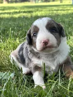Oakley, a male Miniature Aussiedoodle for sale in Jamesport, MO – 1 of 5