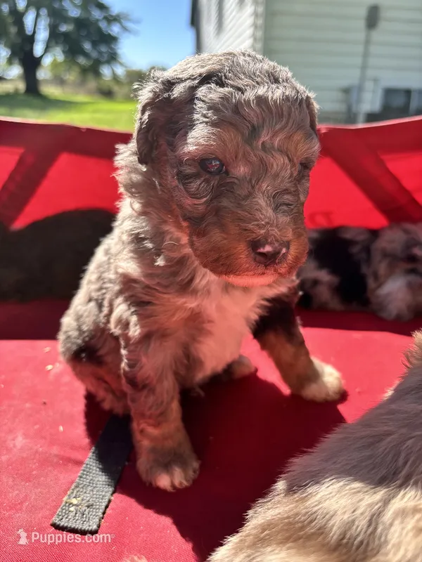 Maverick – Aussiedoodle puppy for sale in Jamesport, MO
