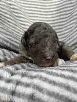Maverick, a male Aussiedoodle for sale in Jamesport, MO – 2 of 3