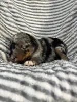 Wrangler , a male Aussiedoodle for sale in Jamesport, MO – 5 of 5