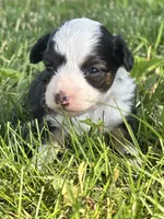 Hazel , a female Miniature Aussiedoodle for sale in Jamesport, MO – 2 of 4