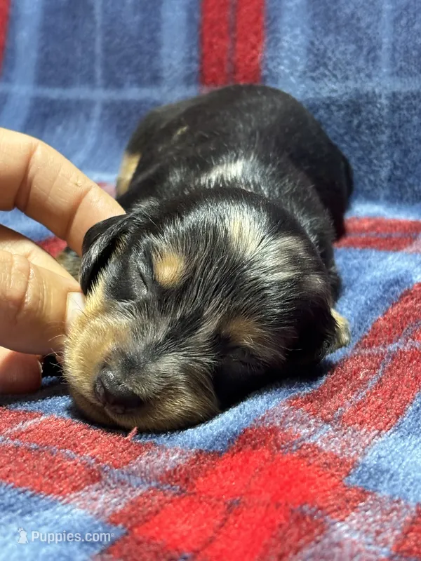 Millie – Dachshund puppy for sale in Jamesport, MO