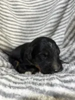Colt, a male Aussiedoodle for sale in Jamesport, MO – 2 of 3
