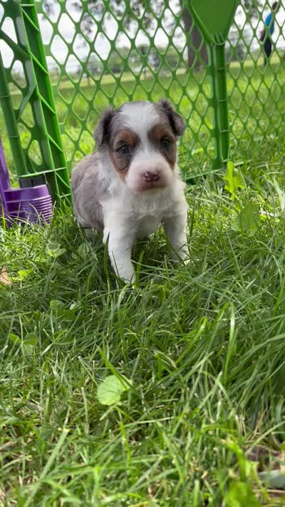 Scout, a male Aussiedoodle for sale in Jamesport, MO – 5 of 5