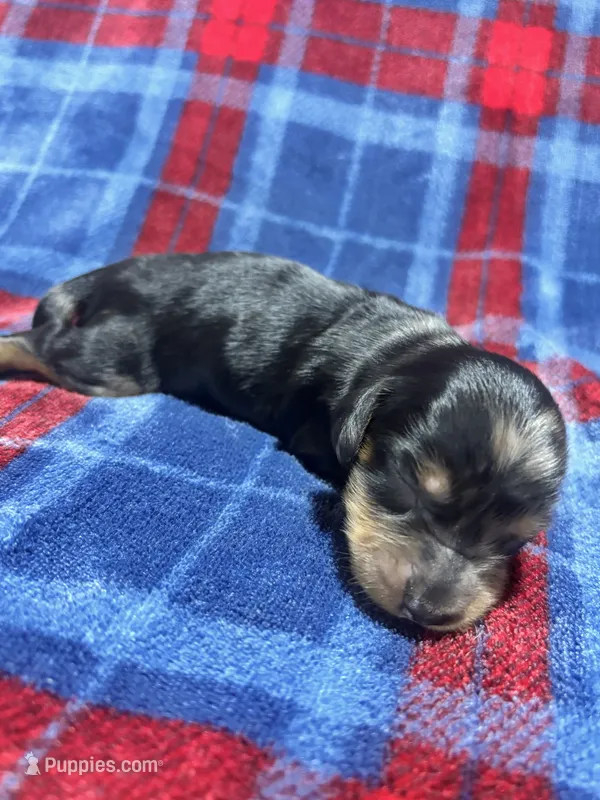 Millie – Dachshund puppy for sale in Jamesport, MO