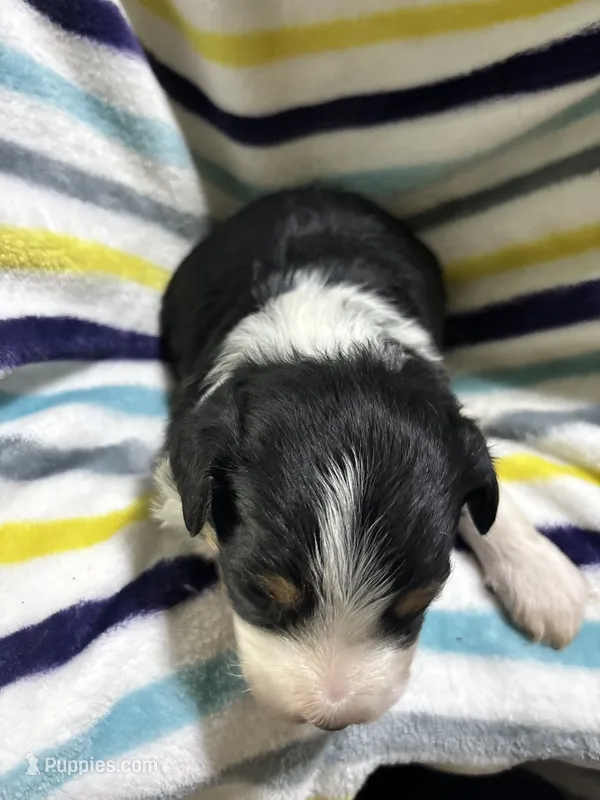 Rolo – Miniature Aussiedoodle puppy for sale in Jamesport, MO