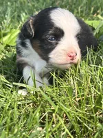 Sadie , a female Miniature Aussiedoodle for sale in Jamesport, MO – 3 of 4