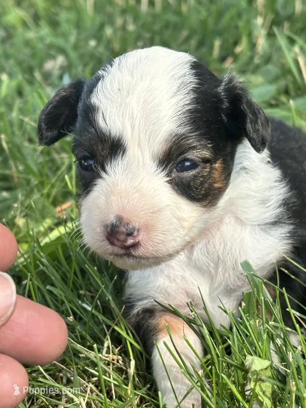 Hazel  – Miniature Aussiedoodle puppy for sale in Jamesport, MO