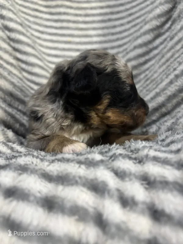 Wrangler  – Aussiedoodle puppy for sale in Jamesport, MO