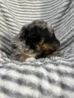 Wrangler , a male Aussiedoodle for sale in Jamesport, MO – 1 of 5