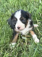 Poppy, a female Miniature Aussiedoodle for sale in Jamesport, MO – 3 of 4
