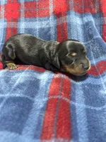 Maverick , a male Dachshund for sale in Jamesport, MO – 1 of 2