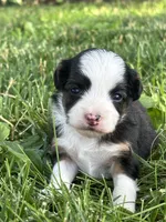 Sadie , a female Miniature Aussiedoodle for sale in Jamesport, MO – 2 of 4