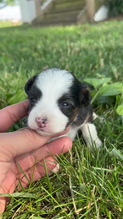 Sadie , a female Miniature Aussiedoodle for sale in Jamesport, MO – 4 of 4