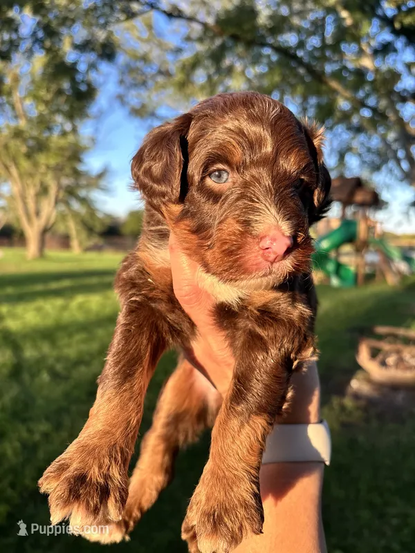 Cash – Aussiedoodle puppy for sale in Jamesport, MO