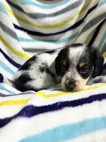 Oreo, a male Miniature Dachshund for sale in Jamesport, MO – 3 of 5