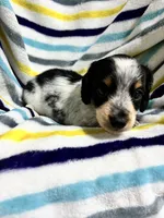 Oreo, a male Miniature Dachshund for sale in Jamesport, MO – 4 of 5