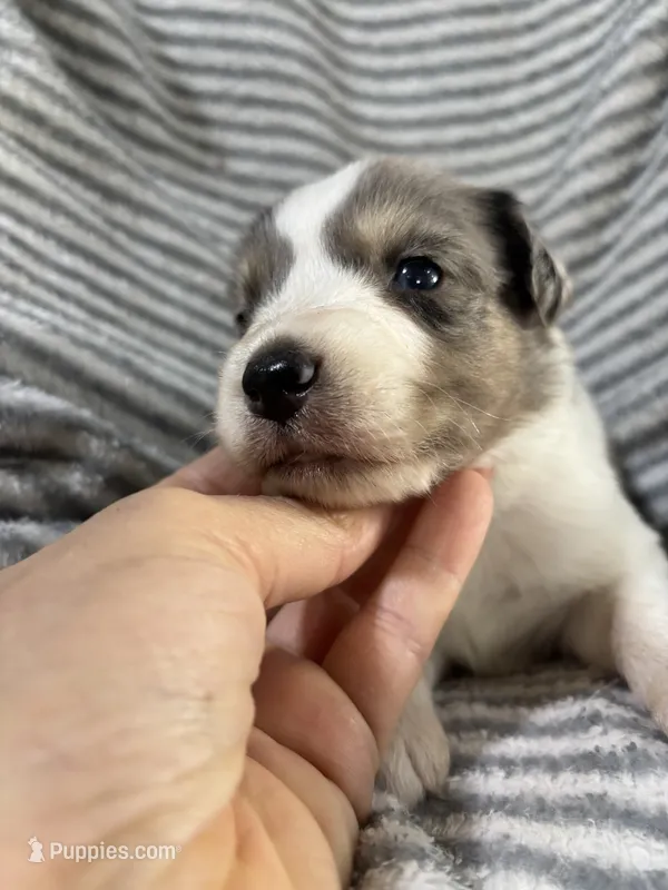 Twix – Miniature Aussiedoodle puppy for sale in Jamesport, MO