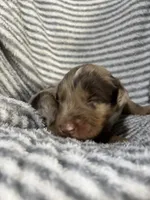Waylon , a male Aussiedoodle for sale in Jamesport, MO – 2 of 4