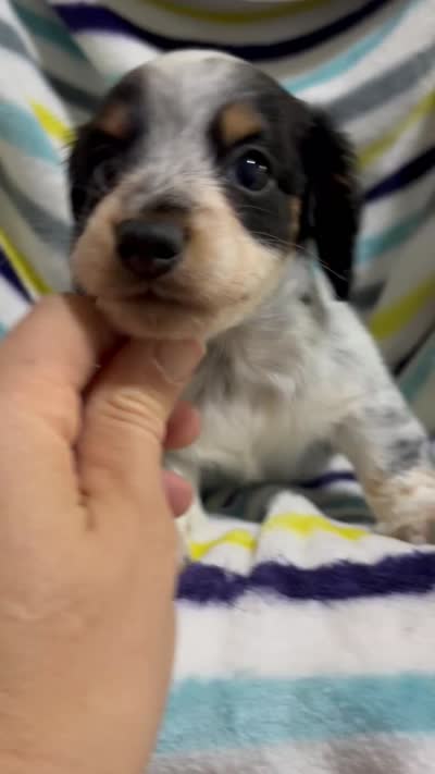 Oreo, a male Miniature Dachshund for sale in Jamesport, MO – 5 of 5