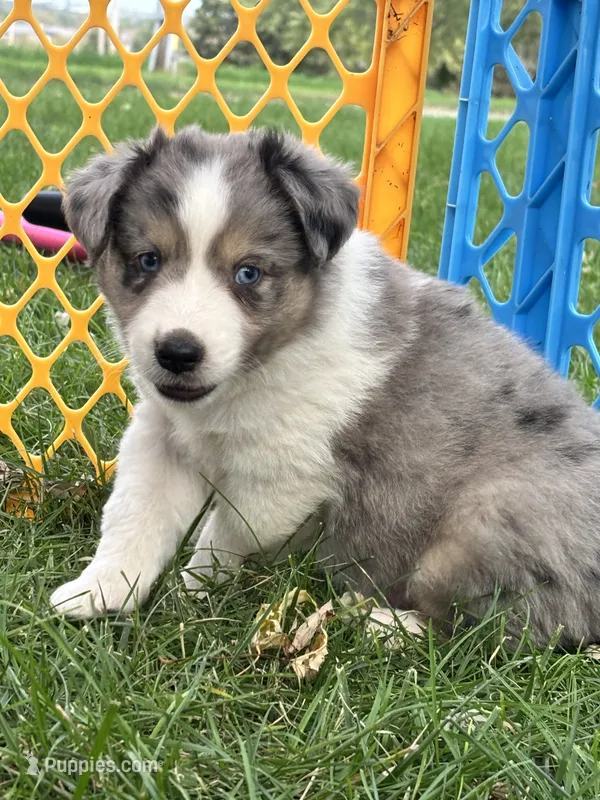 Twix – Miniature Aussiedoodle puppy for sale in Jamesport, MO