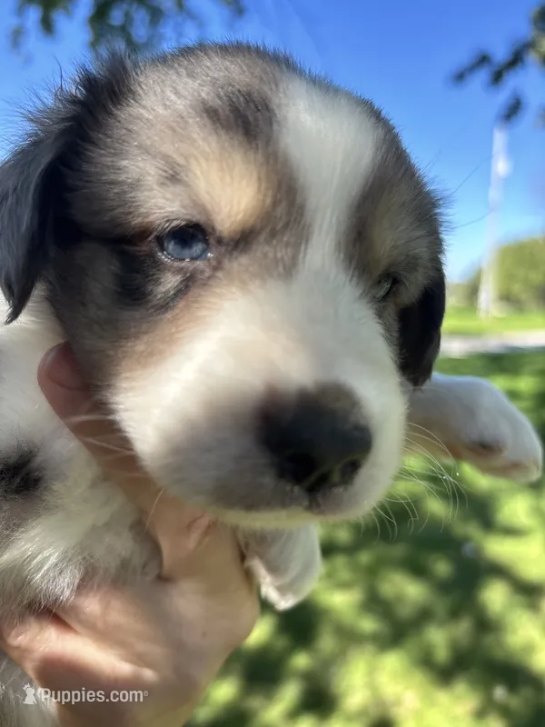 Twix – Miniature Aussiedoodle puppy for sale in Jamesport, MO