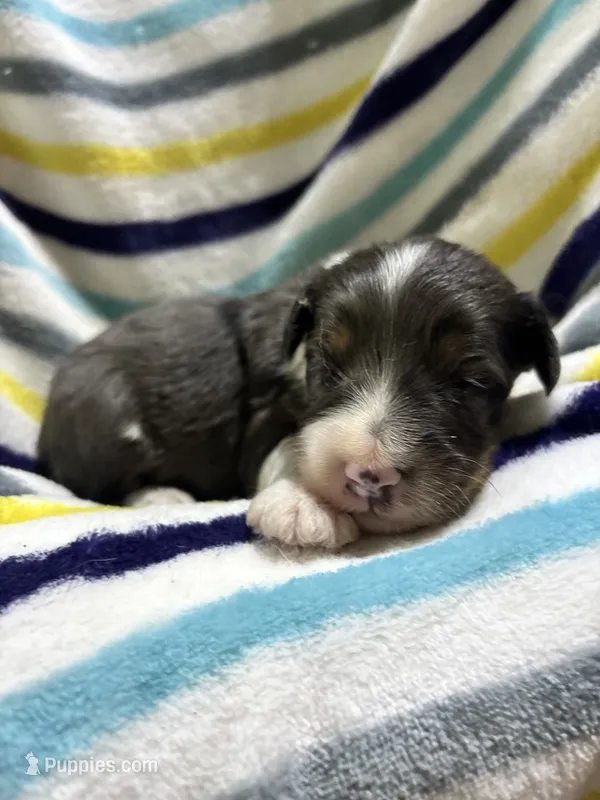 Hershey  – Miniature Aussiedoodle puppy for sale in Jamesport, MO