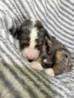 Jolene, a female Aussiedoodle for sale in Jamesport, MO – 3 of 4