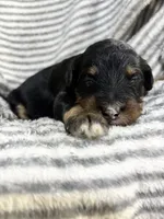 Ryder, a male Aussiedoodle for sale in Jamesport, MO – 3 of 3