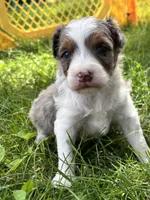 Scout, a male Aussiedoodle for sale in Jamesport, MO – 1 of 5