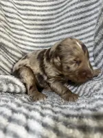Waylon , a male Aussiedoodle for sale in Jamesport, MO – 4 of 4