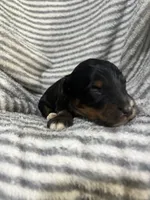 Ranger , a male Aussiedoodle for sale in Jamesport, MO – 4 of 4