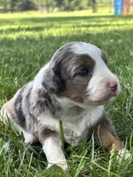 Oakley, a male Miniature Aussiedoodle for sale in Jamesport, MO – 2 of 5