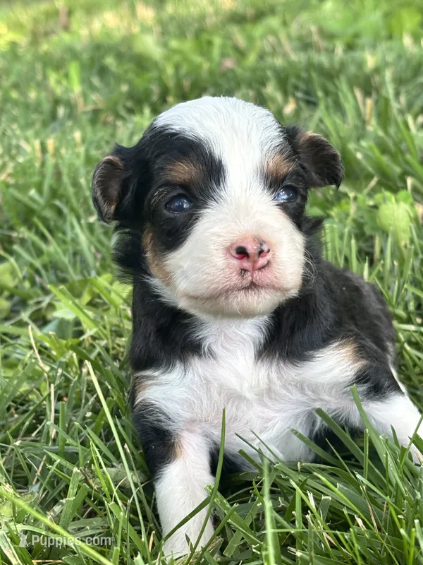 Willow – Miniature Aussiedoodle puppy for sale in Jamesport, MO