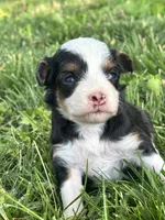 Willow, a female Miniature Aussiedoodle for sale in Jamesport, MO – 1 of 4