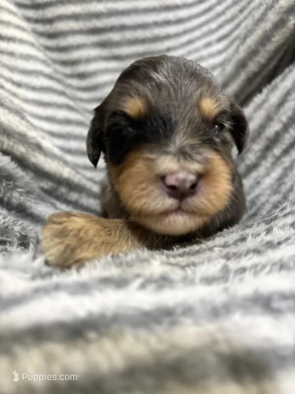 Dolly – Aussiedoodle puppy for sale in Jamesport, MO