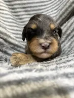 Dolly, a female Aussiedoodle for sale in Jamesport, MO – 1 of 4