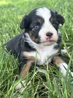 Poppy, a female Miniature Aussiedoodle for sale in Jamesport, MO – 2 of 4