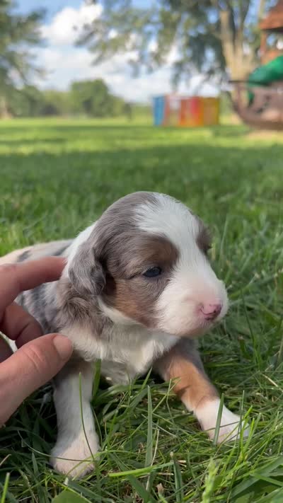 Oakley, a male Miniature Aussiedoodle for sale in Jamesport, MO – 5 of 5