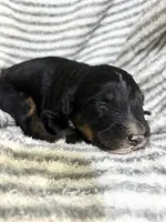 Colt, a male Aussiedoodle for sale in Jamesport, MO – 3 of 3