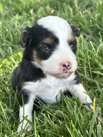 Willow, a female Miniature Aussiedoodle for sale in Jamesport, MO – 3 of 4