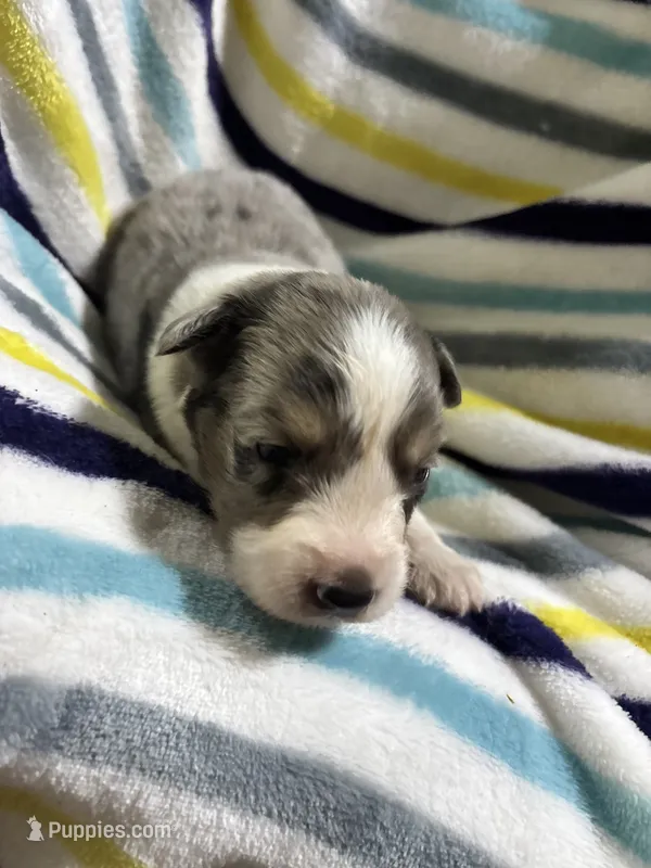 Twix – Miniature Aussiedoodle puppy for sale in Jamesport, MO