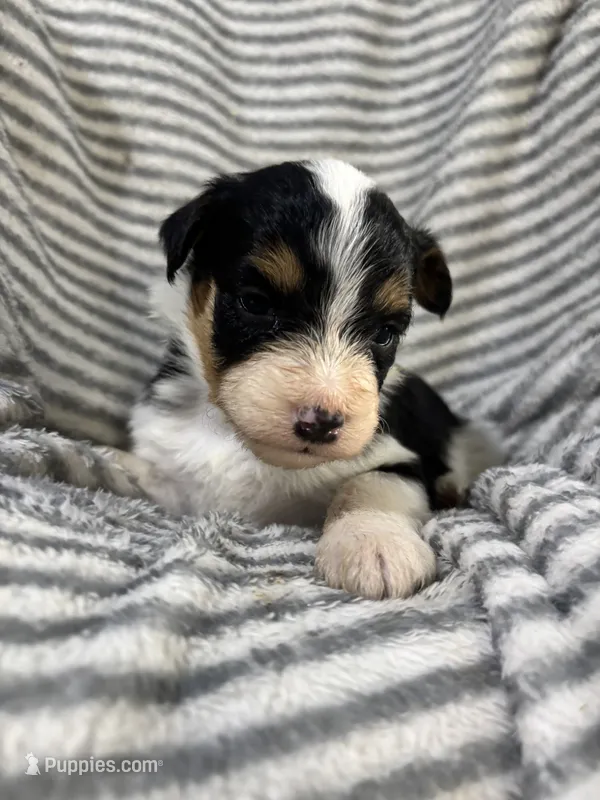 Taffy – Miniature Aussiedoodle puppy for sale in Jamesport, MO