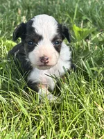Hazel , a female Miniature Aussiedoodle for sale in Jamesport, MO – 3 of 4