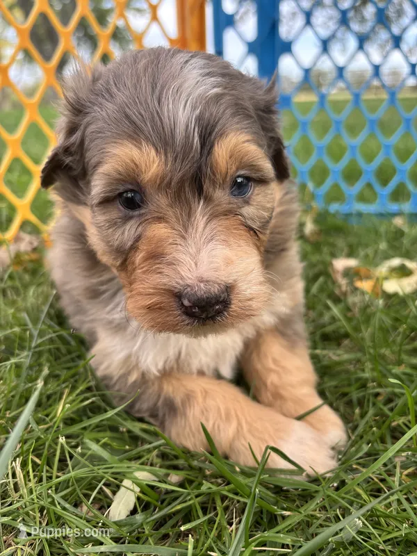 Stetson – Aussiedoodle puppy for sale in Jamesport, MO