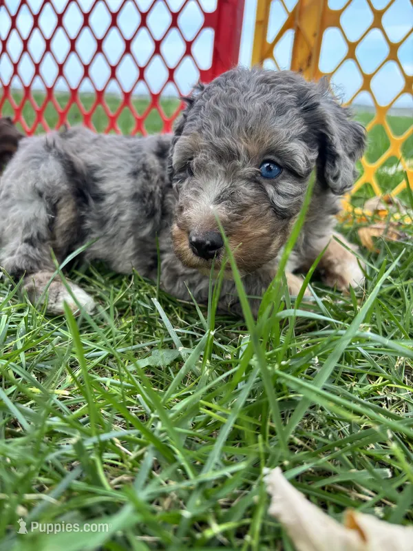 Maverick – Aussiedoodle puppy for sale in Jamesport, MO